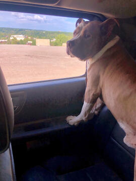 Wally the dog making his daily rounds at Boyas Excavating, landfill near Cleveland