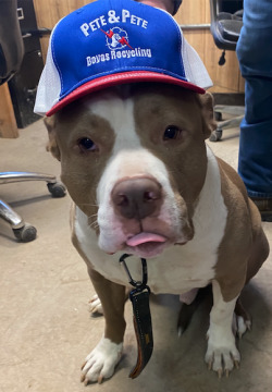 Wally the dog wearing baseball cap from Boyas Excavating, landfill near Cleveland
